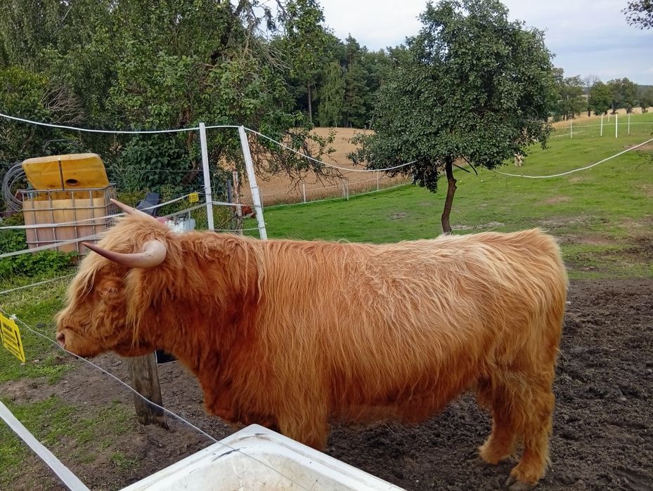 Byk reproduktor Highland rasa szkocka wysokogórska