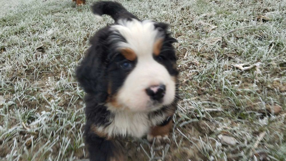 Berneński Pies Pasterski