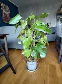 Monstera deliciosa 110 cm