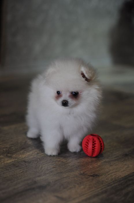 Белоснежная кукольная мини девочка