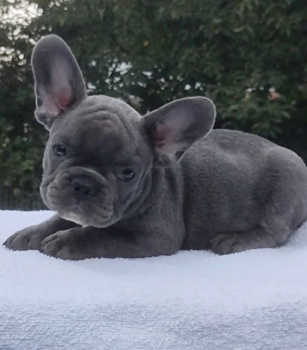 Мальчики и девочки французского бульдога