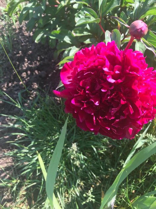 Садові квіти / садовые цветы не дорого