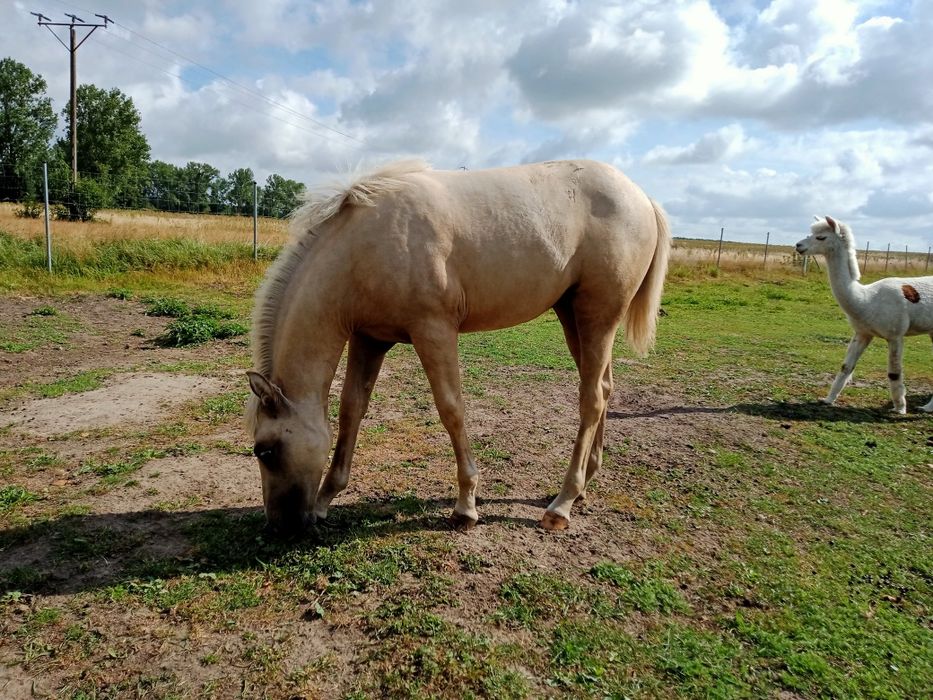 Izabelowata klacz 1/2 AQH