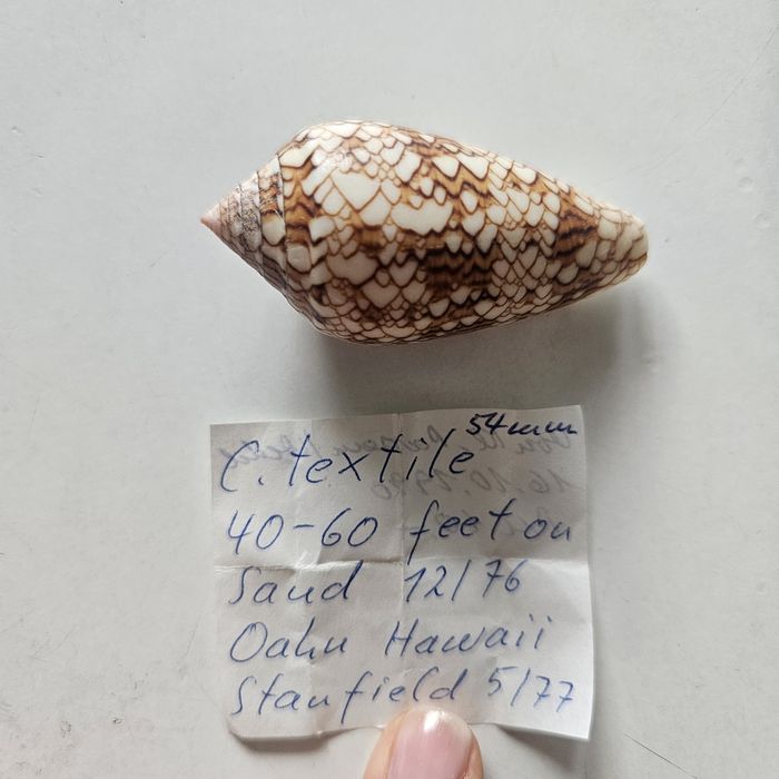 Muszle ozdobne textile