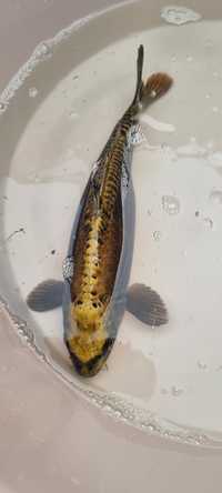 Carpa Koi - 33 cm