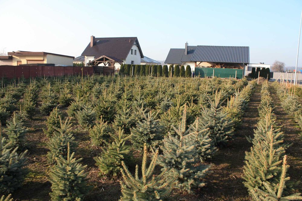 Choinka Bożonarodzeniowa Jodła Świerk Pospolity Srebrny Serbski WLKP