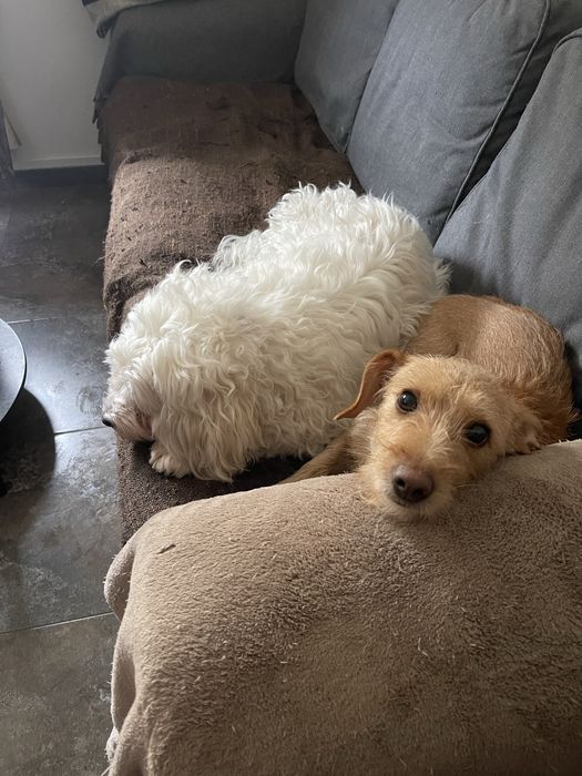 Dog Walker/ Pet Sitter Lisboa