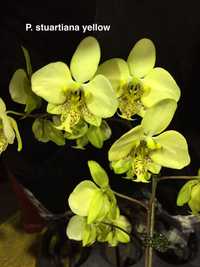 Коллекционную орхидею Phalaenopsis stuartiana yellow