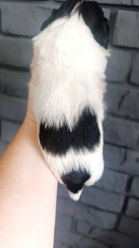 Śliczna Shih tzu z genem czekoladowym