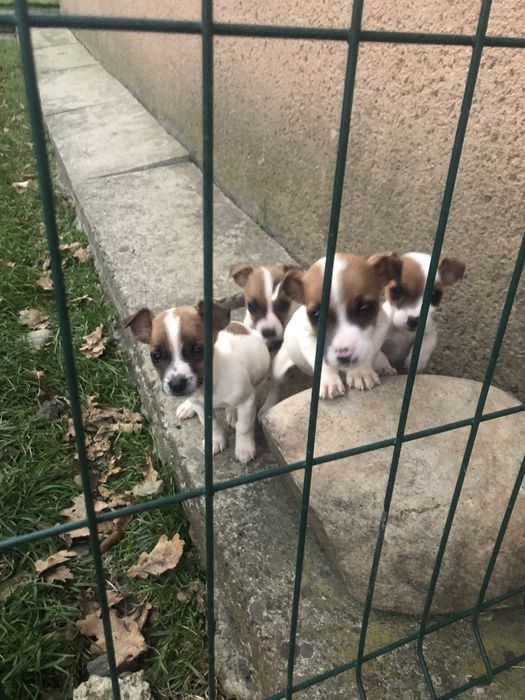 ДЖЕК РАССЕЛ  ддва хлопчики і дві дівчинки