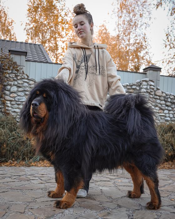 Тибетський мастиф, парування (вязка)