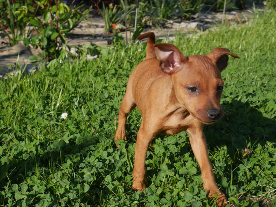 Pinczer Miniaturowy- NIE RATLEREK