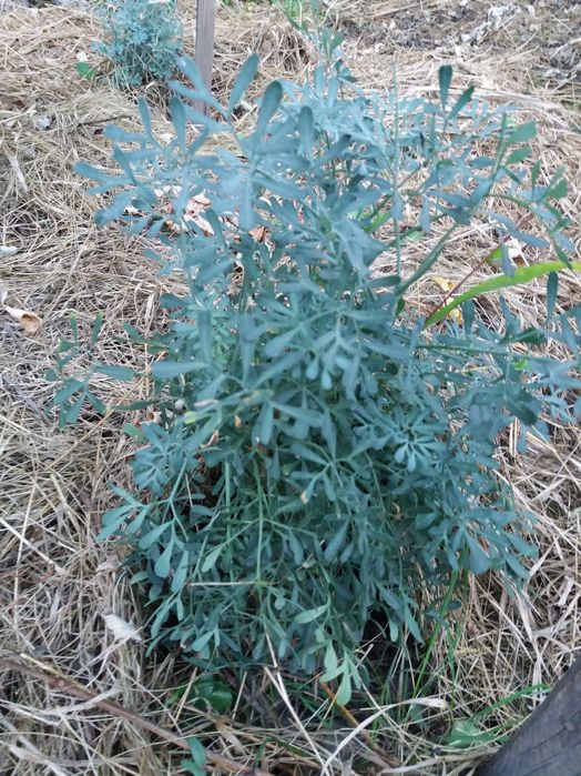 Cаженцы декаротивно-лекарственного кустарника Рута садовая-душистая.