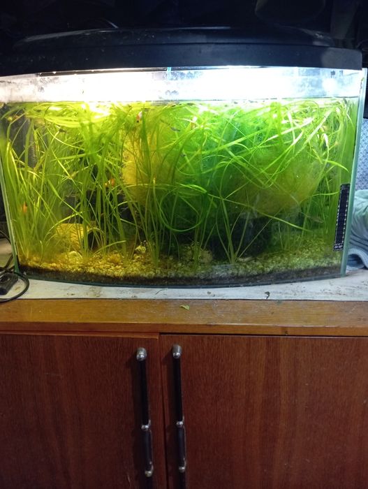 Продам акваріуми з рибками