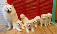 Samoyed odbiór typ Niedźwiedzi