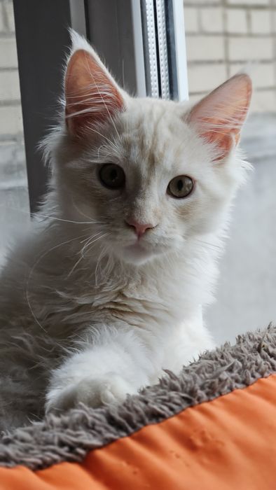 Котик породы мейн-кун