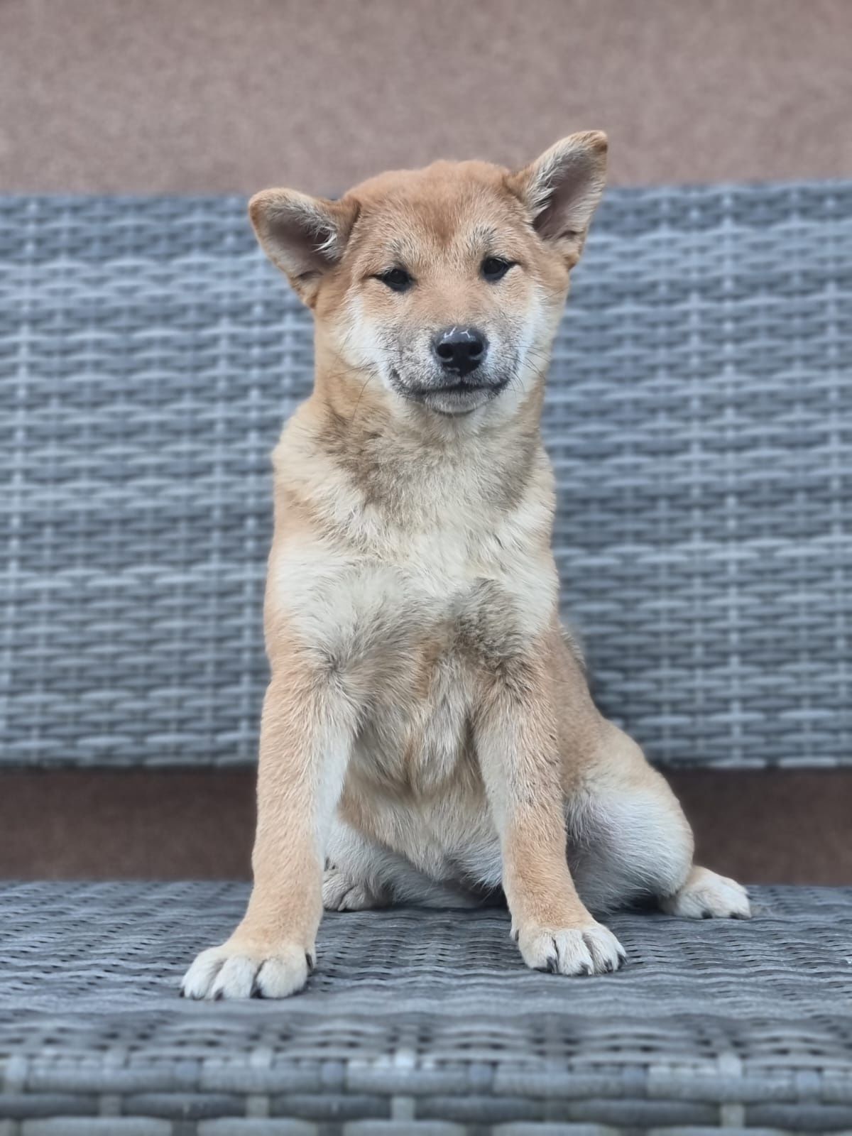 SHIBA INU szczeniak dziewczynka suczka czerwona Kuma pieski