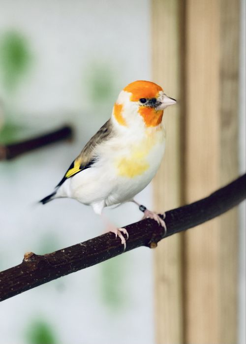 Sprzedam Szczygly Majory