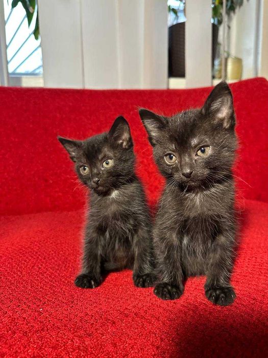 Кошеня | Кошенята (Бомбейська кішка) - малюкам 6 тижнів