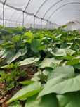 Planata de batata doce Lyra e Roxa
