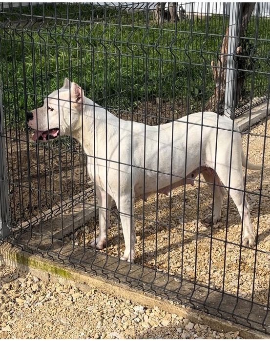 Dogo Argentino disponivel