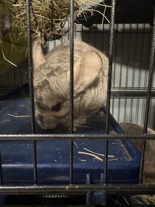 Szynszyle dwie samiczki