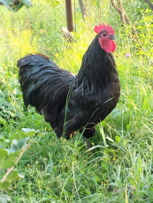 Kogut australorp australop kury