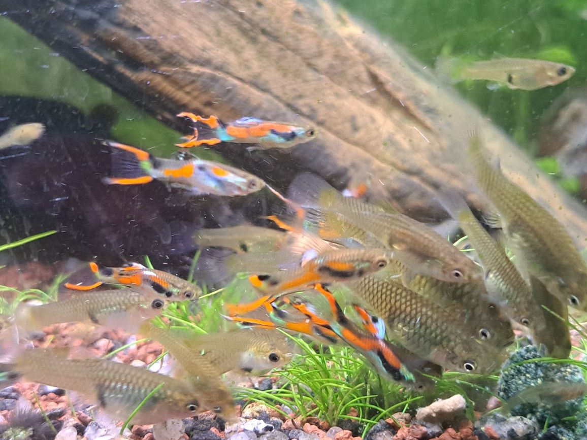 guppys endler criaçao caseira