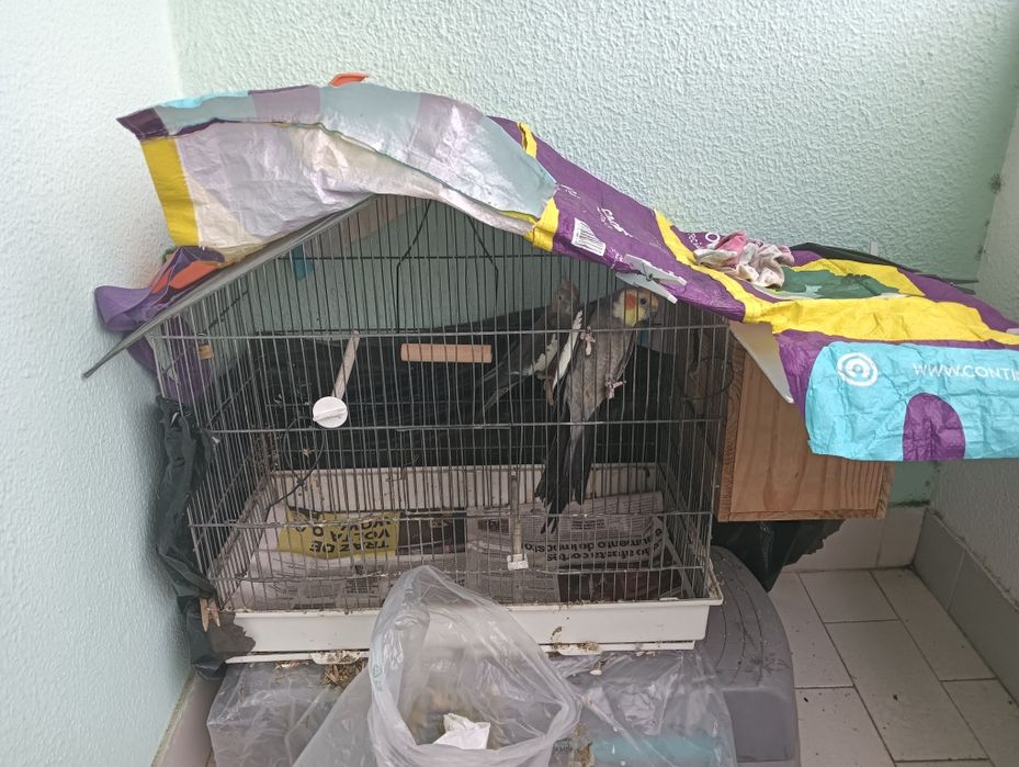 Casal de caturras reprodutores