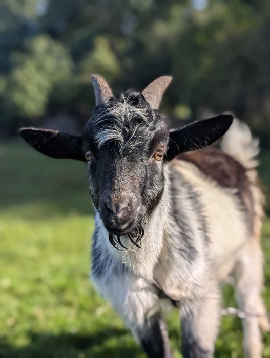 Młode koziołki na sprzedaż lub wymianę