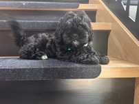 Shihpoo hybryda shih tzu i pudel toy