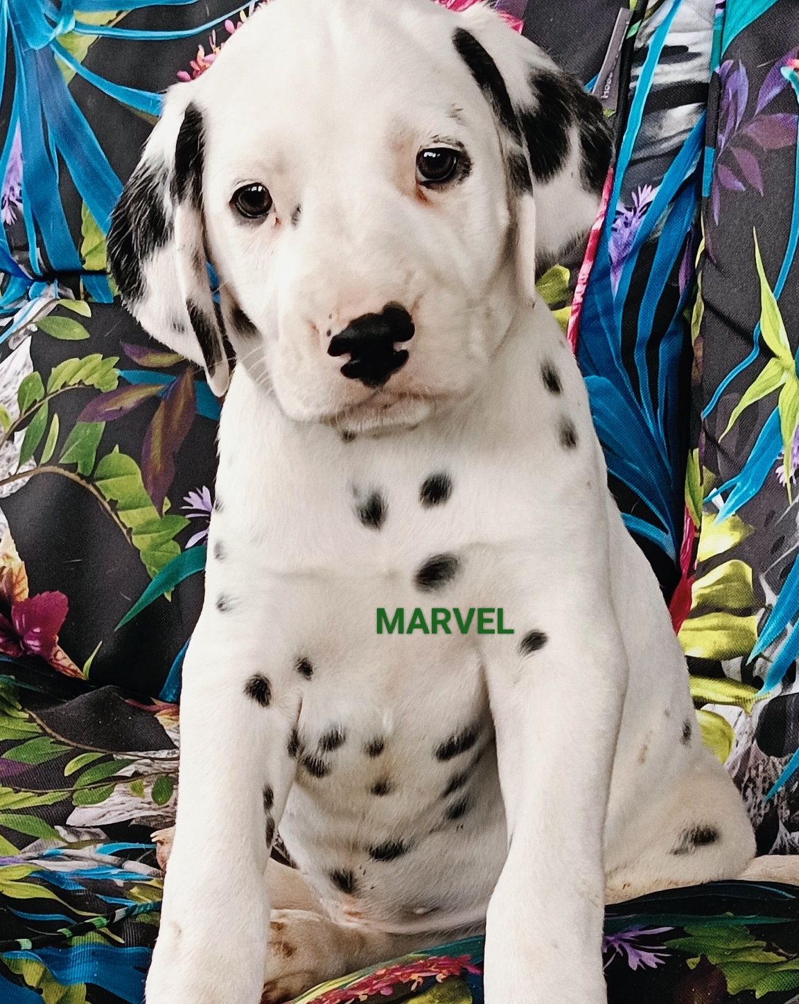 Dalmatyńczyk uroczy piesek MARVEL