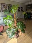 Monstera dziurawa, wys. ok. 140 cm