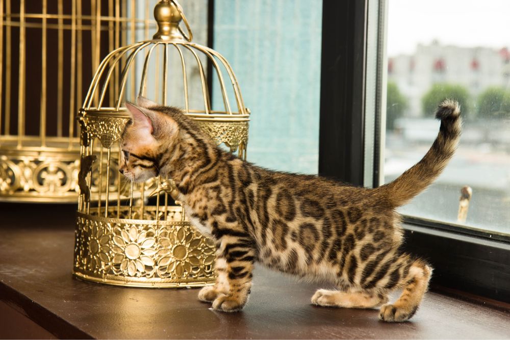 Бенгальскі кошенята з родоводом!