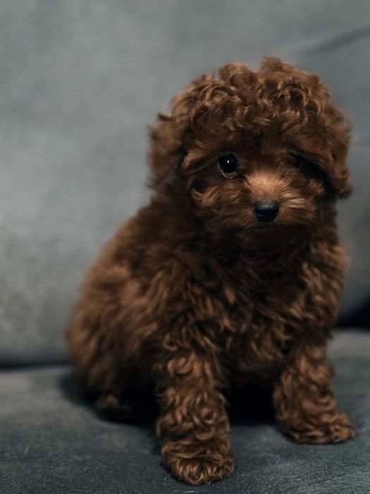 Той пудель хлопчик