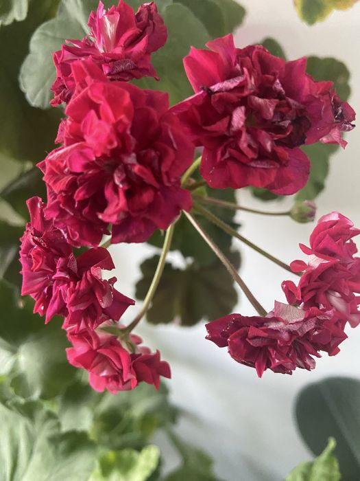 Пеларгонія  зональна, духмяна