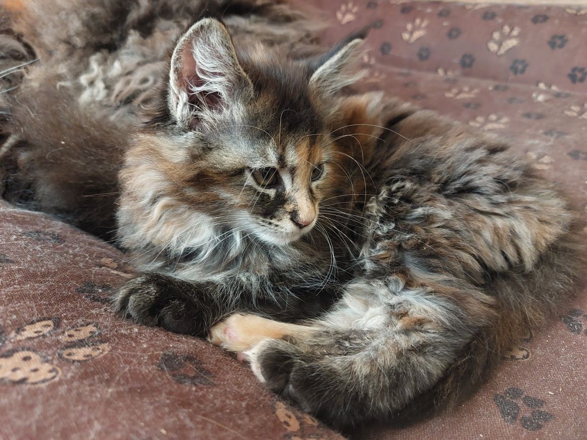 MAINE COON, kotka ,szylkret