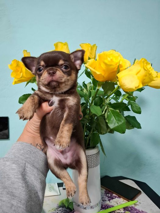 Chihuahua mini czekoladowy z rodowodem