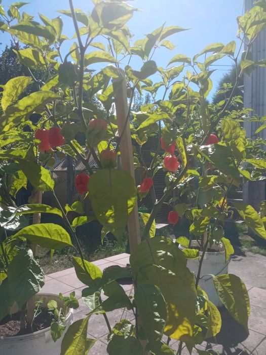 Plantas de malaguetas Carolina reaper  já com  malagueta maduras