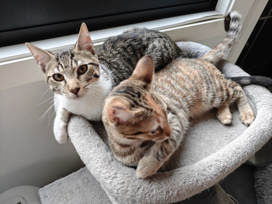 Gatinhos adoráveis para adoção — Macho e Fêmea, 3 meses, inseparáveis