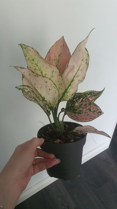 Aglaonema pink star