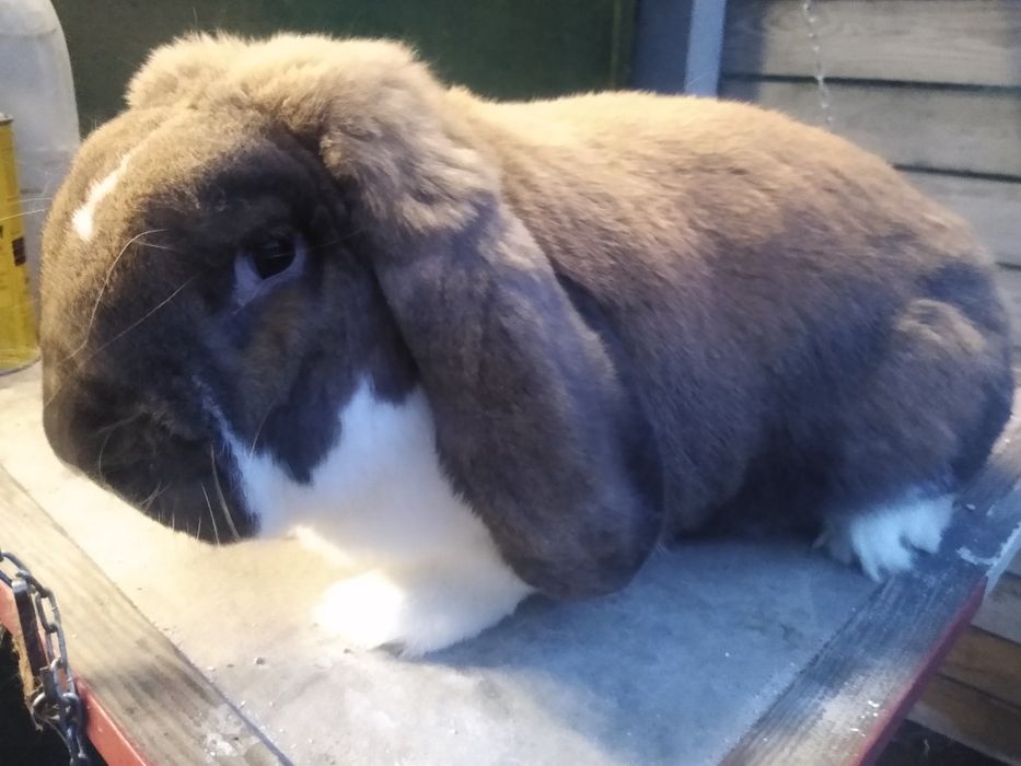 Baran francuski madagaskarowy srokacz