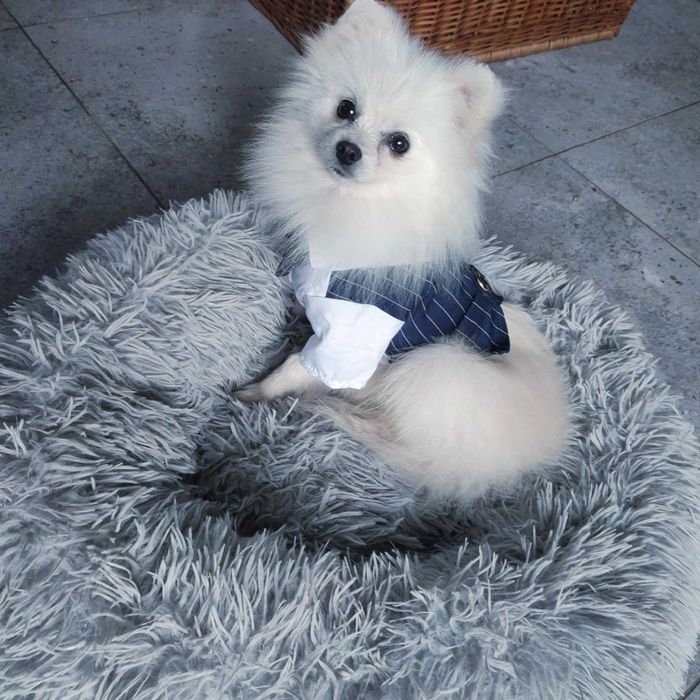 Szpic miniaturowy > młody samiec .