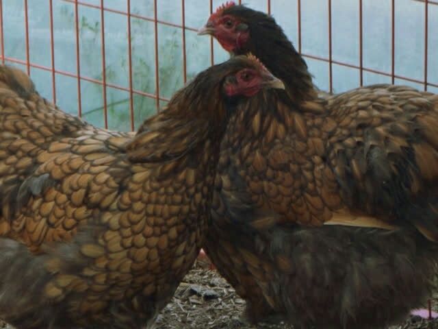 Інкубаційне яйце Орпінгтон - золото, шоколад, оранжеве-срібло.