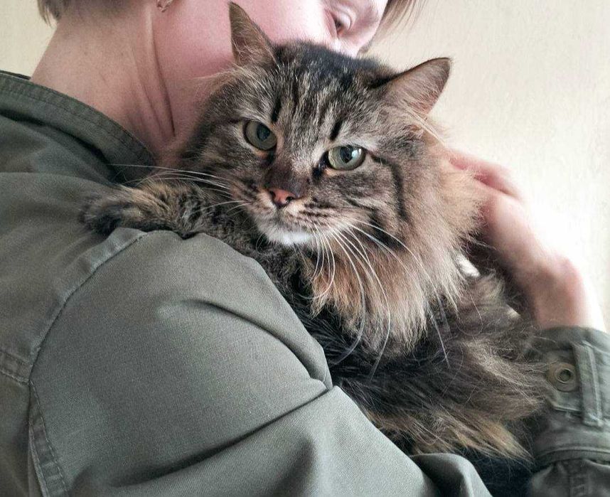 Стерилізована киця шукає дім