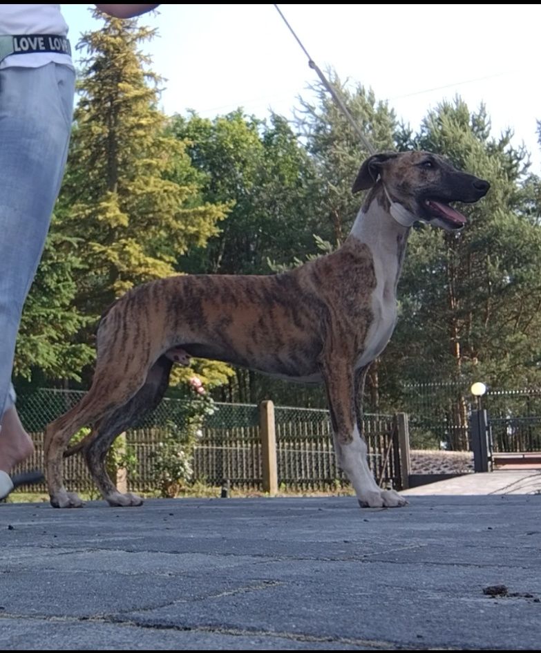 Chart angielski whippet FCI