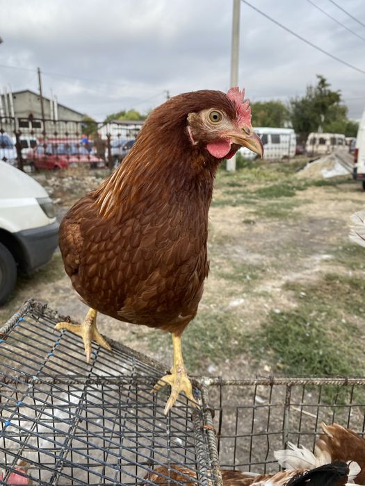 Молоді 5 місяців курочки