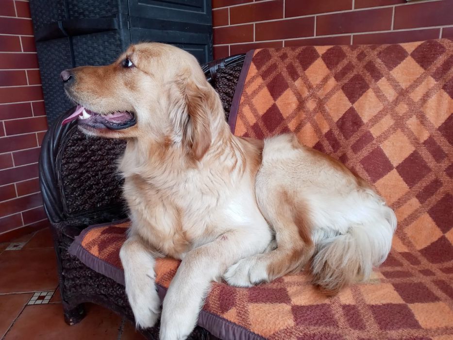 Golden Retriever