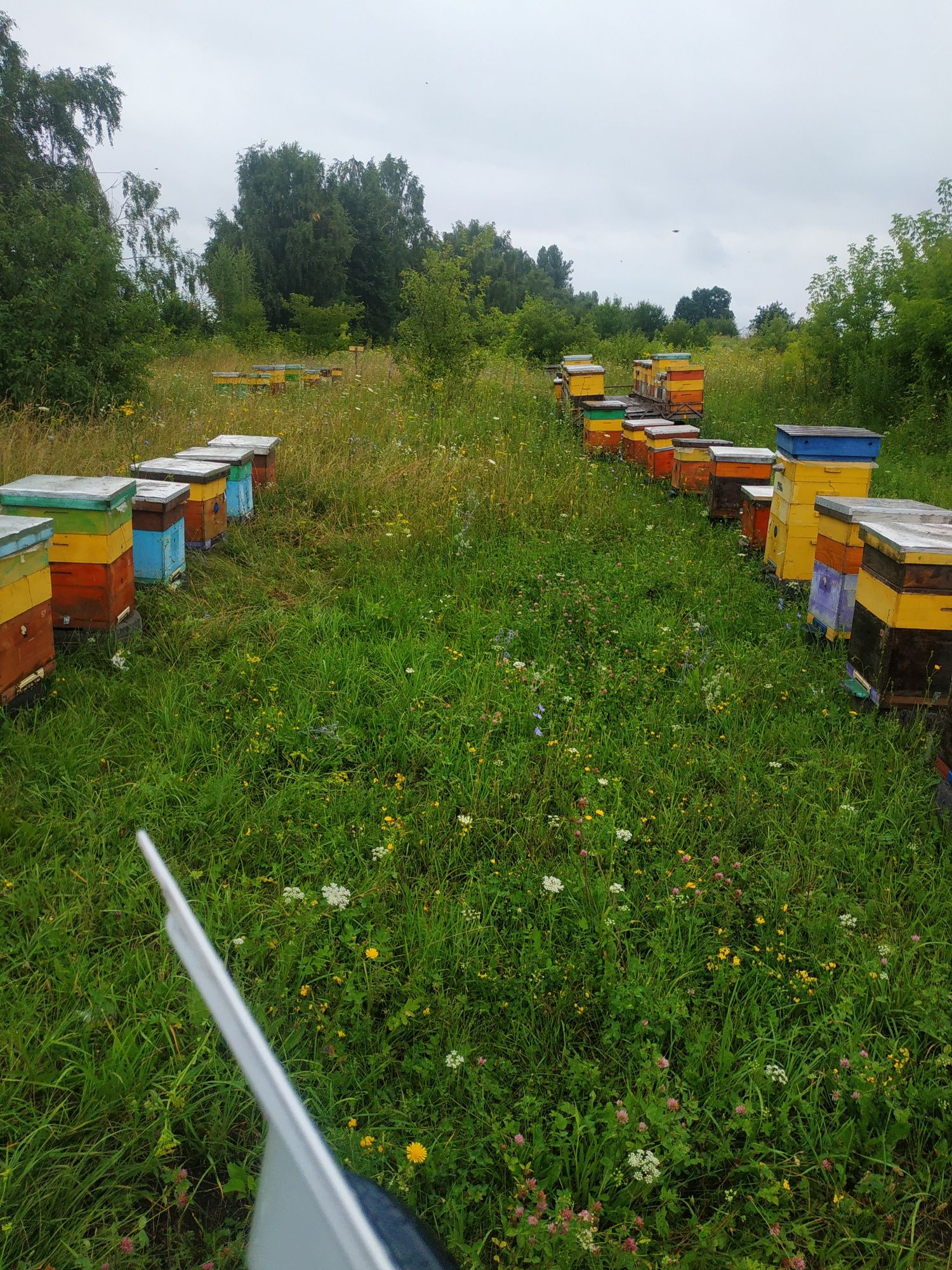 Бджолосім'ї) бджолопакети)бджоли