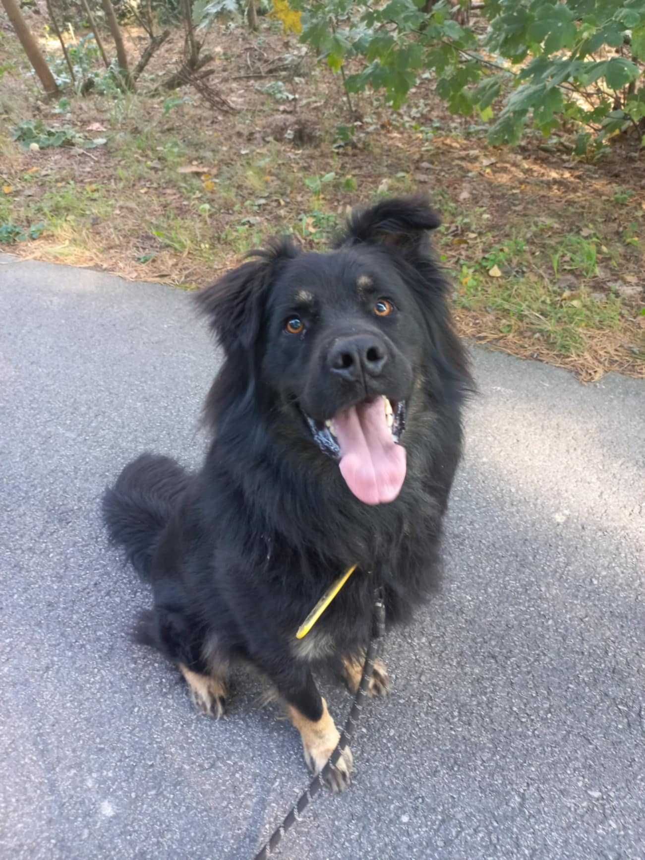 Duży długowłosy owczarek do adopcji, przyjazny do ludzi 3letni